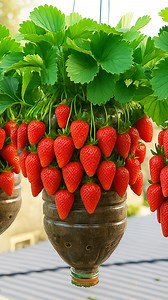 Strawberries can produce far more fruit with the right setup. These two creative methods save space, support healthy plants, and deliver heavy harvests at home. Ideal for balconies, small gardens, and easy home growing. #StrawberryGrowing #ContainerGardening #HomeGardening #DIYGarden #GrowYourOwnFood #originalcontent #global | Garden Craft