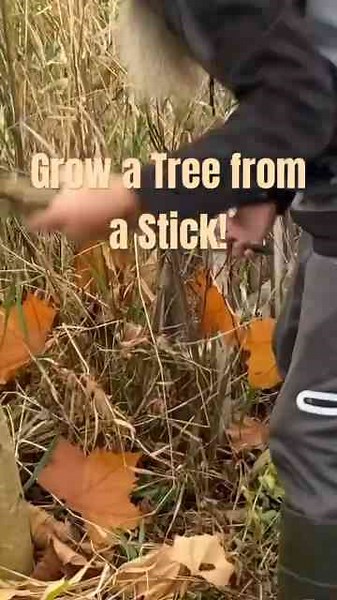 How to Grow a Tree From a Cutting