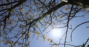 the first foliage on a walnut blooming with long flowers, sunny clear weather in an orchard with flowering walnuts