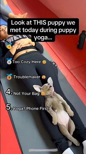 Dogs Tried Yoga 😂🐶 This One Stole the Show #Shorts