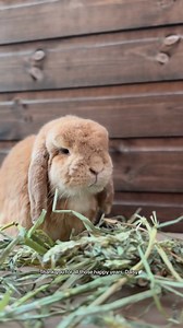 14K views · 759 reactions | Daisy was one of the originals. Handed...