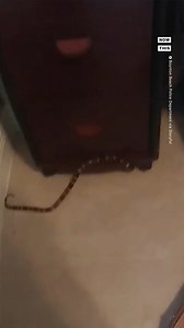 Police in Boynton Beach, FL, were called in to remove a coral snake that had gotten into a resident's home office. Coral snakes are highly venomous but attacks on humans are rare—an estimated 15 to 25 per year, according to the National Institutes of Health. | NowThis