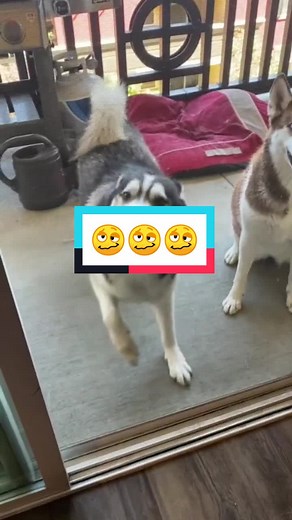 Funny Dancing Husky Dog Compilation