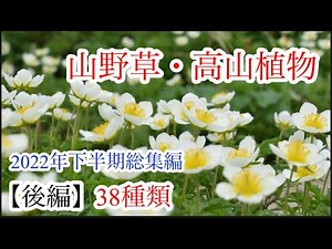 【山野草•高山植物】2022年総集編 後編38種類