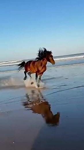 2.2K views · 22 reactions | Horses can’t vomit — their stomach is built one-way, making tummy troubles extra dangerous.  #fblifestyle #funfactsdaily #highlightseveryone | Fun Fact and Motivation words | Facebook