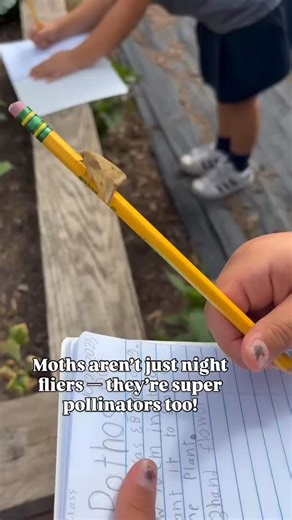 28 reactions | Meet the night’s pollinators!  Moths might fly under the radar, but they play a huge role in helping plants bloom after dark.  @ywlaprimary | Gardopia Gardens | Facebook