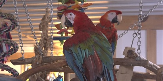 Iowa Parrot Rescue asks for donations amidst increasing prices for bird feed, other supplies