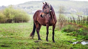 Il "faisait des choses terribles à une jument" : la propriétaire d’un ranch surprend un "zoophile" en train d’agresser sexuellement son cheval