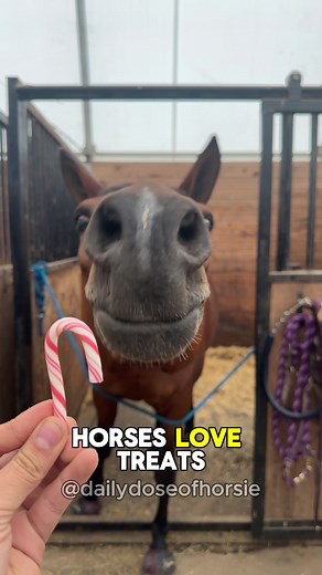 Delicious Homemade Horse Treats Recipes
