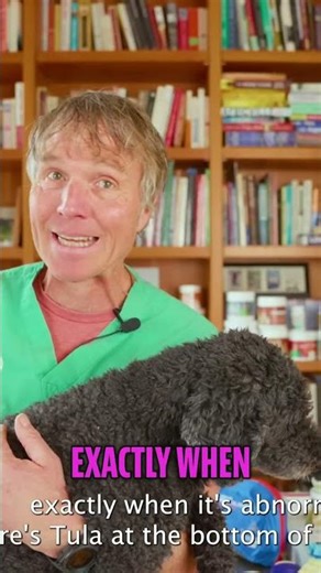 Pet Emergency: Know Your Dog's Vitals! #shorts