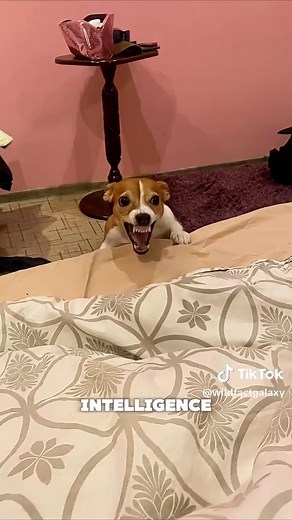 Jack Russell Terrier: Tiny Hunting Dog Traits & Care Guide