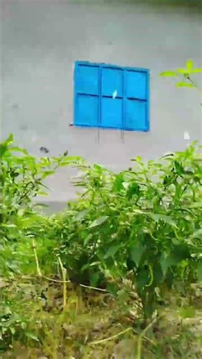 চোখের পানির মূল্য অনেক—কিন্তু সেই দুই ফোঁটা অশ্রুই আল্লাহর কাছে সবচেয়ে প্রিয়।🤲😢#youtubeshorts