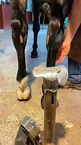 1.2M views · 6.6K reactions | Satisfying! #horse #animalwelfare #ASMR #farriersoftiktok #horseshoe #farrier #satisfying #hoof #care#Horse000 | Corrine Krajcik | Facebook