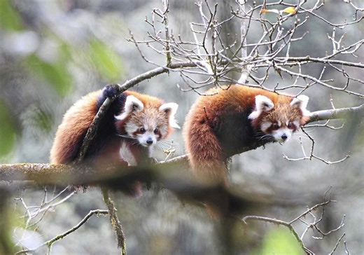 How being adorable is helping to save the red panda