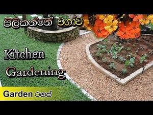 පිලිකන්නේ වගාව​ kitchen gardening sri lanka 0716028824
