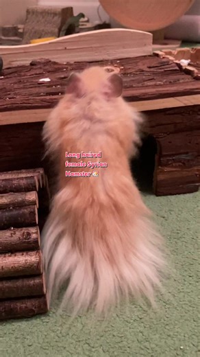 Long Haired Female Syrian Hamster