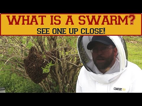 What is a honey bee swarm? What does a swarm look like? Learn what a swarm is and see one in action.