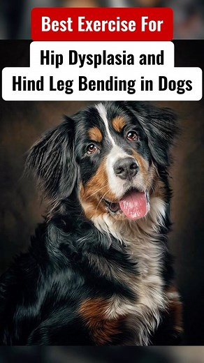 71K views · 181 reactions | Best exercise for Hip Dysplasia and Hind Leg Bending in dogs❓ | Dogs Your Friends Forever | Facebook