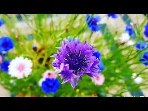 Update on my cornflower planter ~ Growing Cornflowers from seeds Part 3 ~ Cornflowers at their peek