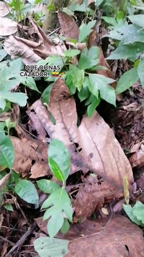 HASME SABER EN TU COMENTARIO... 🇪🇨🔦