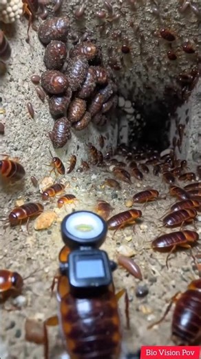 Cockroach POV Camera 🪳 | Real Underground Colony Footage (तिलचट्टा कैमरा एक्सपेरिमेंट)