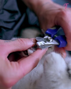 112K views · 2.6K reactions | A girl and her mom rescue an abandoned kitten | Fabiosa Life Stories | Facebook