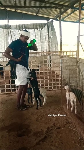 ஆட்டுக்குட்டிகள் பராமரிப்பில் கவனிக்க வேண்டியவை... 😍❤️#animals #agriculture #farming