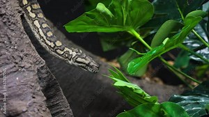 Slow motion shot of a python slithering down a tree in the jungle in Australia