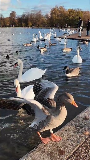Relaxing London Nature: Feeding Swans & Ducks at Kensington Gardens Lake