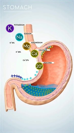 Anatomy Decoded on Reels