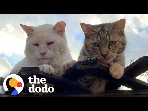 These Two Feral Cats Will Restore Your Faith In True Love | The Dodo Cat Crazy