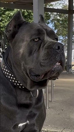 Cane Corso vs Every Other Guard Dog #canecorso #guarddog #trending