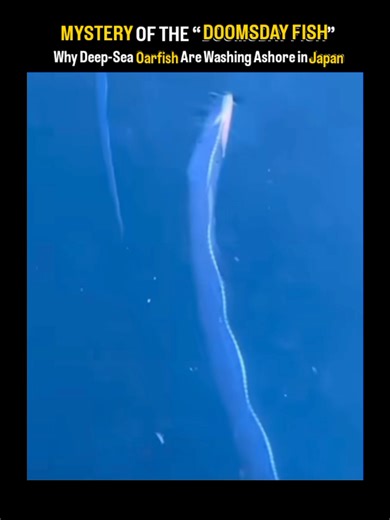 Unraveling the Mystery of the Doomsday Fish: The Oarfish