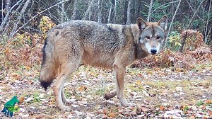 472K views · 9.6K reactions | For almost 2 years now, this lone wolf...