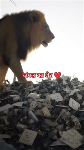 जंगल का शेर ❤️ #animals #lion #funny #viralvideo #comedy #song #trending #motivation #motivational #