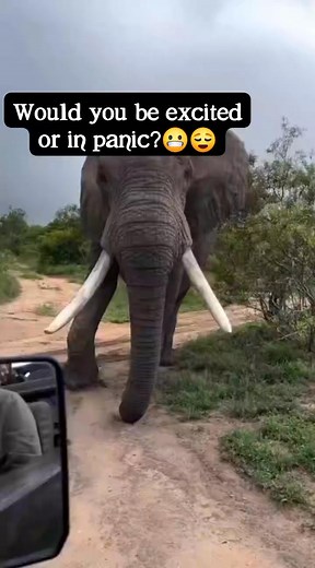 🐘 A safari moment like no other! Up close with a mighty elephant, just meters from the van showing its strength as it digs the ground with its tusks. Kenya’s wild never ceases to amaze. 👉 LINK IN BIO #ElephantsOfKenya #SBSafarisKenya #WildEncounters #SafariAdventure | SB Safaris Kenya