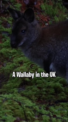 The UK Wallaby Population: How They Got Here and Where to Find Them
