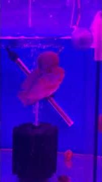 #hyderabad #petshorts #aquarium #fish #fishaquarium #pets #birds #hamster #rabbits #Secunderabad