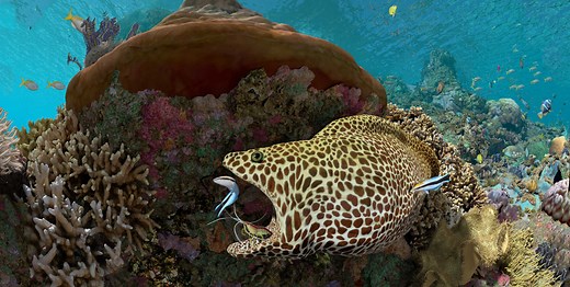 Explore a galaxy under the sea—our all-new "Expedition Reef" planetarium show is now open! Dive into 1 of 🌎's largest all-digital domes to be surrounded by the breathtaking beauty of coral reefs, & the inspiring scientists working to protect them. #HopeForReefs | California Academy of Sciences