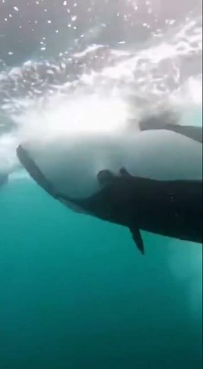 Orca vs Great White Shark — Rare Ocean Clash Caught on Camera