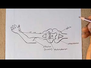 How To Draw A Diagram of Reflex Arc
