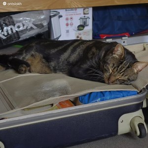 994K views · 10K reactions | Days after the loss of his cat, he...