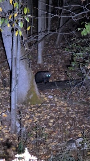 Fisher Cat #fishercat #wildlife #animal #cool #vermont #northhero #VT #Shorts #reels #greeneyes