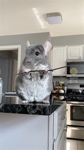 Hilarious Animals Being Animals!🐵🐰🐮