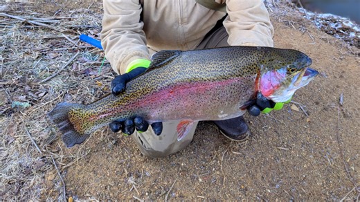 Public invited to watch rainbow trout sampling at Naples Creek
