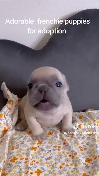 Adorable Frenchie Puppies Available for Adoption