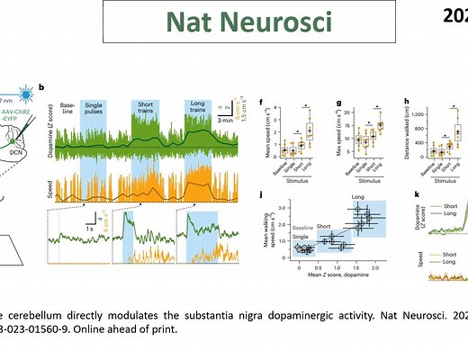 Nat Neurosci—神经环路研究重磅：小脑-SNc神经环路调控运动和奖赏行为