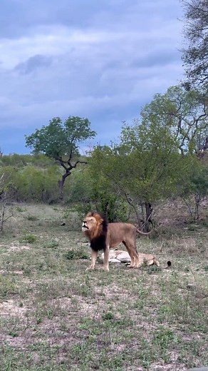 17K views · 758 reactions | Dark Mane Gijima y una leona Kambula rugiendo Londolozi   katetennick.photo | El Rey De Las Bestias | Facebook