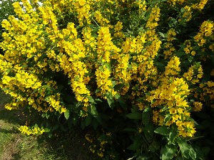 Lysimachia