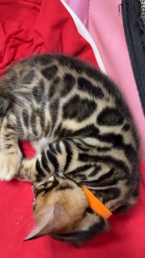 1.1K views · 24 reactions | ❤️ | Tina Bengal kittens for Adoption | Facebook